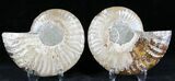 Polished Ammonite Pair - Million Years #26067-1